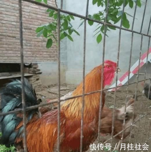 房子|农村房子土？那是没见过我改造的农家别院，土豪出300万我都不卖