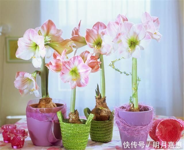 4种花被人们称为“穷命花”,不能住“大房子”,挤挤反而易爆盆