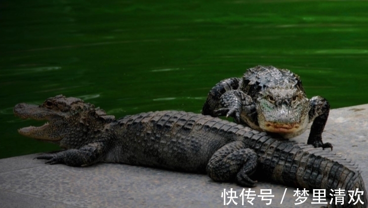 雷雨&为何总有老人说自己见过龙？这种动物是龙原型，国家一级保护动物