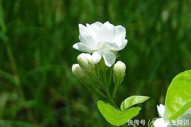 茉莉花|什么样的人就喜欢什么样的花,这几种花家里养,那就是怎么样的人!
