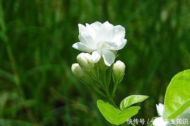 茉莉花|什么样的人就喜欢什么样的花，这几种花家里养，那就是怎么样的人！