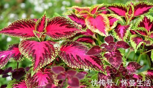 最受欢迎的3种花，花大色艳，花期跨三季，种植容易，南北都能养