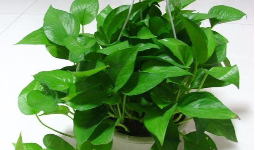绿萝老黄叶,改掉你的坏习惯,绿萝精神抖擞,叶片油绿长得快