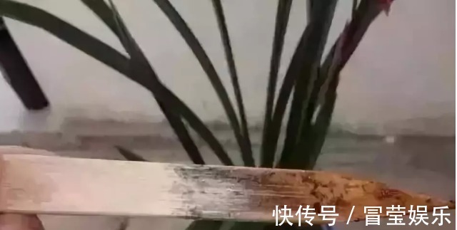 神器|万能的浇水“神器”,只需一根小吸管,专治各种烂根烂叶!