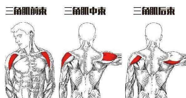 三角肌|三角肌怎么拉伸3个拉伸动作，提高训练效果！