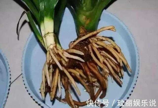 药片过期不知道该怎么处理?养花就用上它们,可一举两得