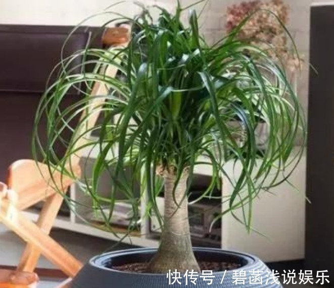 吊兰吊兰|人养花,花也养人,3种花养家里,专吸甲醛、二手烟,懒人最爱