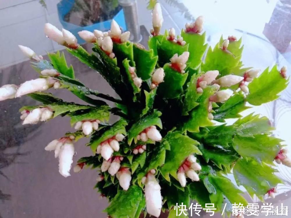 叶子|养护蟹爪兰,要注意8个要点,才能开出仙气飘飘花