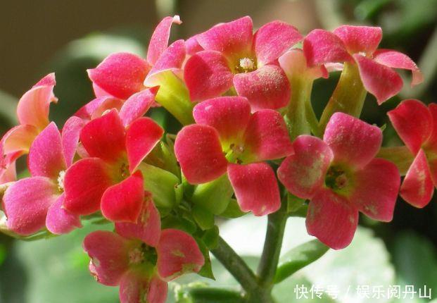 阳台上|这些花养阳台,沾土就活,开花早,优雅而美丽,色彩柔美和婉