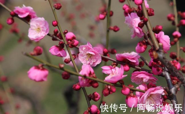 喜欢在家中养护花卉,就选择花色鲜艳,花朵漂亮,欣赏价值高的花