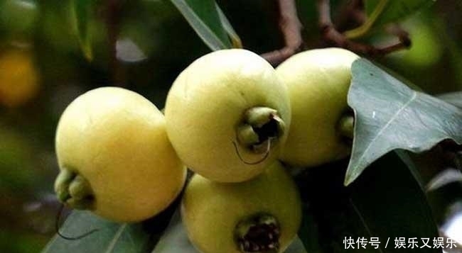 鲜食|平时多吃这水果,保护肝脏,补肾壮阳、补血益气,知道的人抢着吃