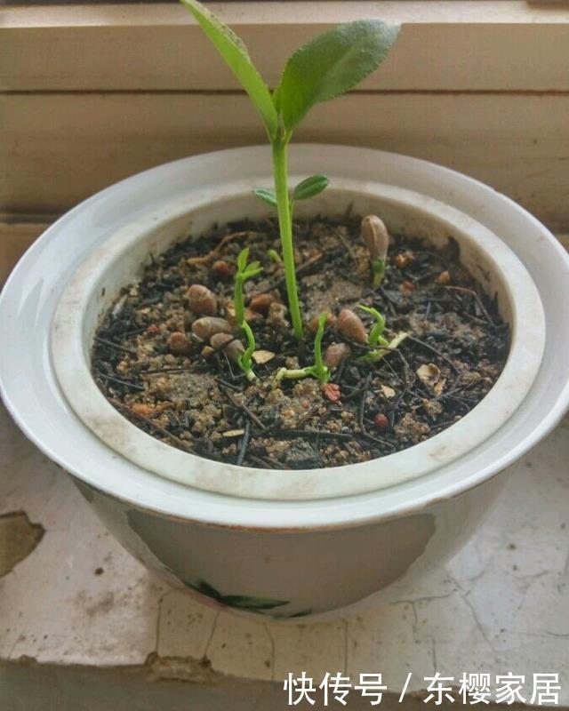 排毒|一个柠檬籽,丢进花盆,结出满盆的柠檬,排毒又减肥