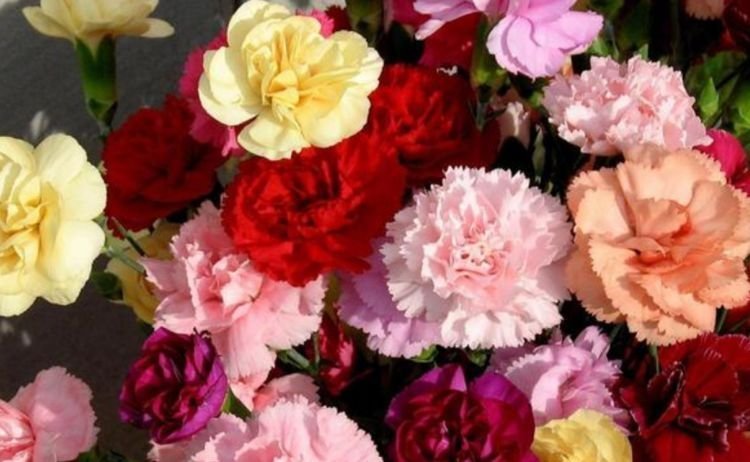 康乃馨|4种真正“开花王”,沾土就活,开花又大又艳,比牡丹美