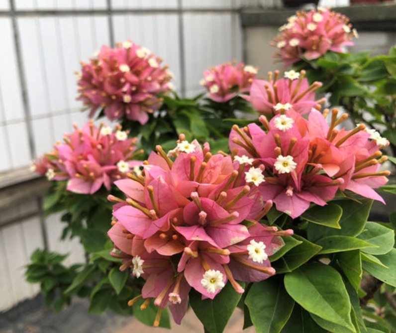 透气性|养三角梅最怕不开花，如果你是新手，从5点入手，让它一年开多次