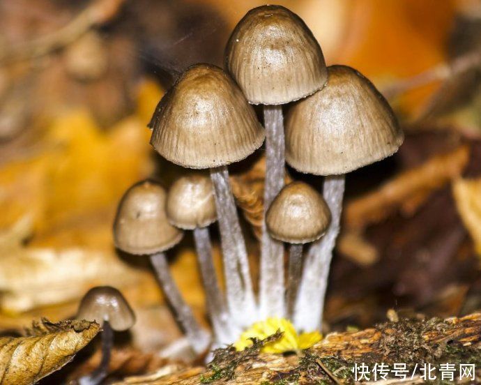 蘑菇|野生蘑菇要慎食，民间流传下来的“辨别经验”并不靠谱