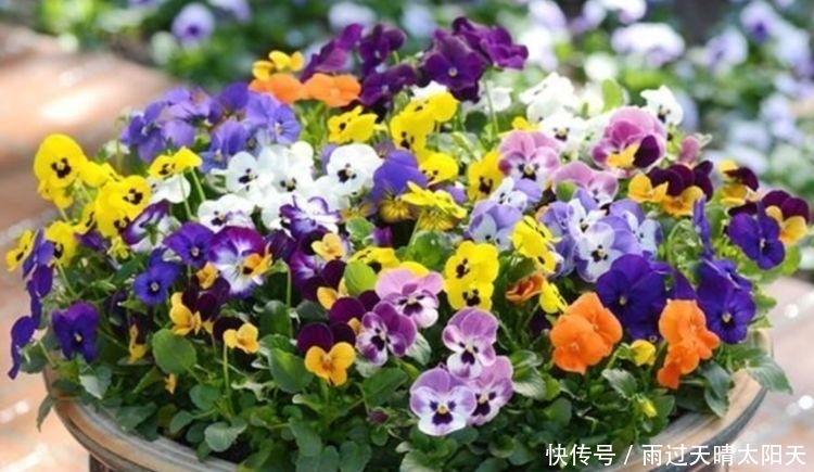 养花试试此4种花，花大色艳很漂亮，颜值超高的