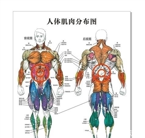 肱二|为什么要先练大肌群？正所谓,新手练腹，高手练胸，大神练腿