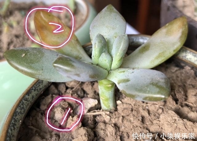 养护|秋季养多肉爆盆技巧,不要犯了3个错,多肉长成大老桩