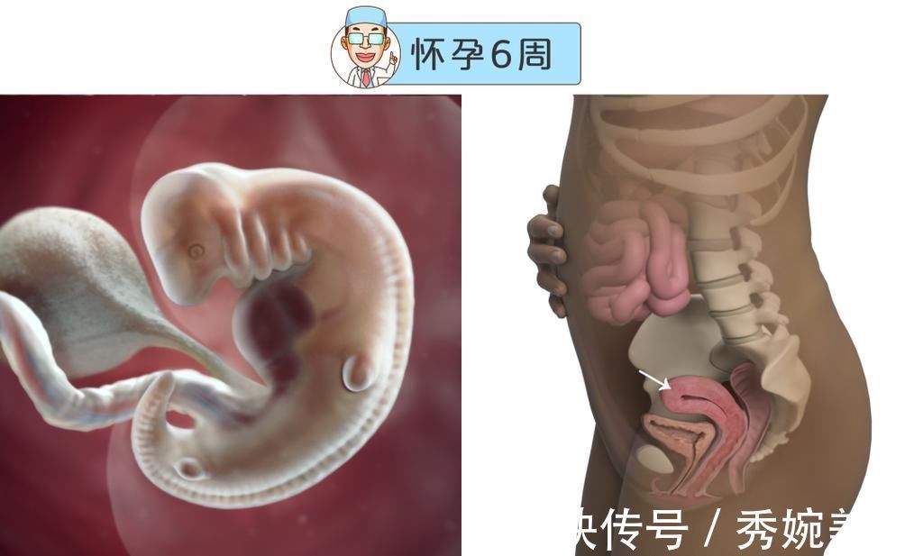 怀孕|最全的怀孕周期图鉴，感受从受精卵到婴儿的神奇变化！