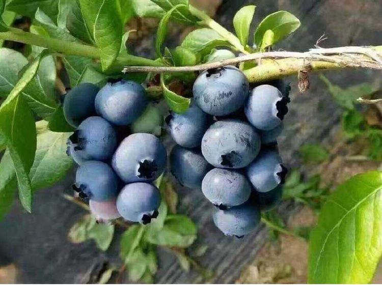 蓝莓|爱美女性要坚持吃的食物,排毒护肝,养颜美容,养颜补血