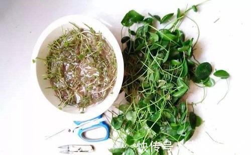 新叶|铜钱草造型不受控制直接剪成光头，加点特效肥，没几天长新叶