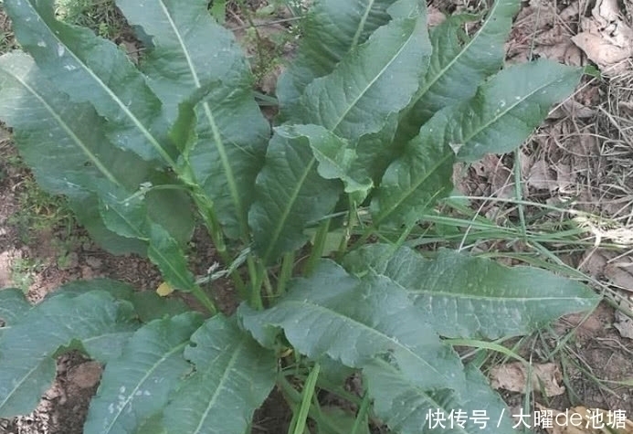 农村|农村一种比醋都酸的野草,人称“山大王”,是好药材见着得珍惜