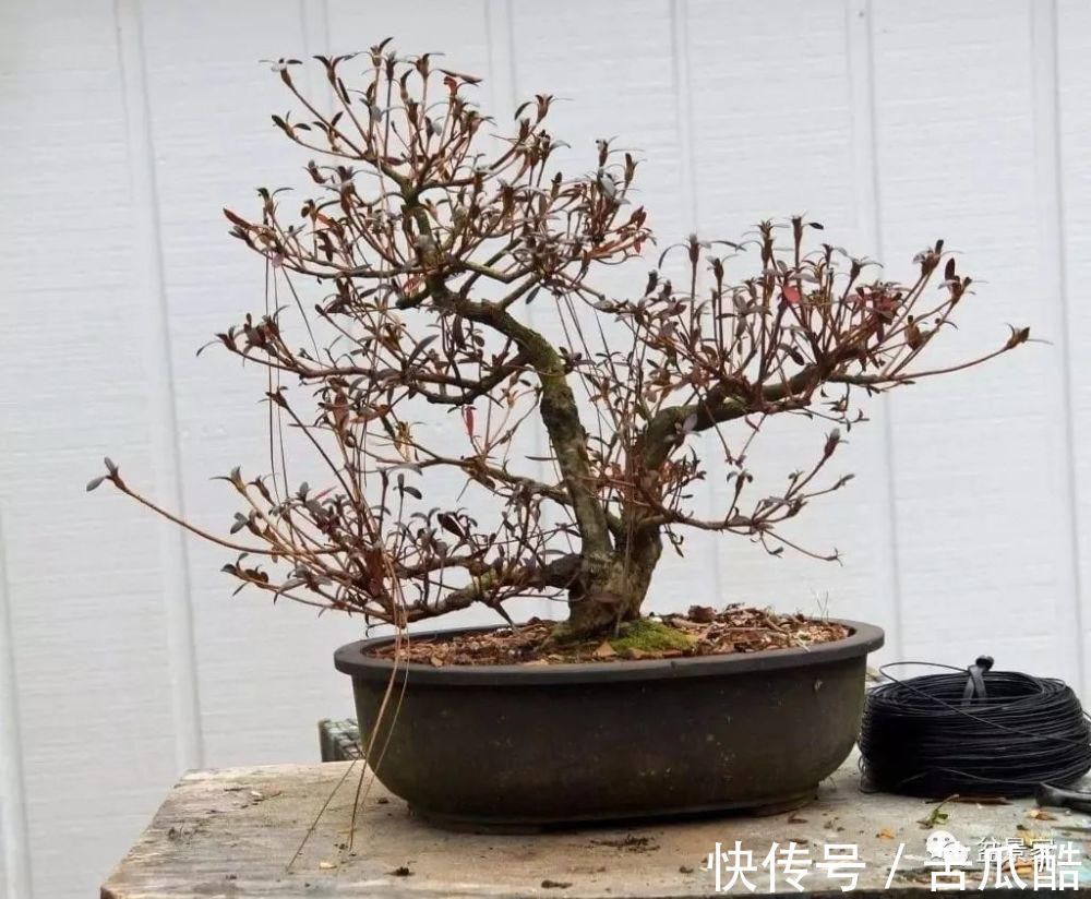 植物体|玩好盆景不容易，玩死它却是手到擒来