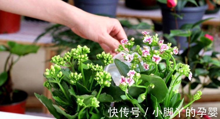 小苏打能用来催花？掌握住方法，长寿花用了呼呼开花，停不下来