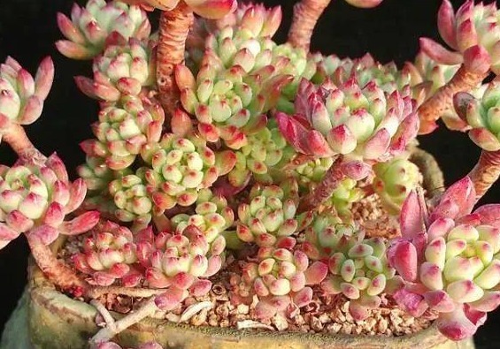 多肉新手入坑,这几款多肉易爆盆还好养,呆萌可爱还耐养