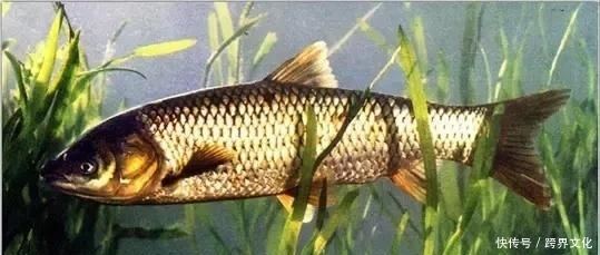  反而|注意了，搭配不当反而伤身！鱼不是你想吃就能吃的！