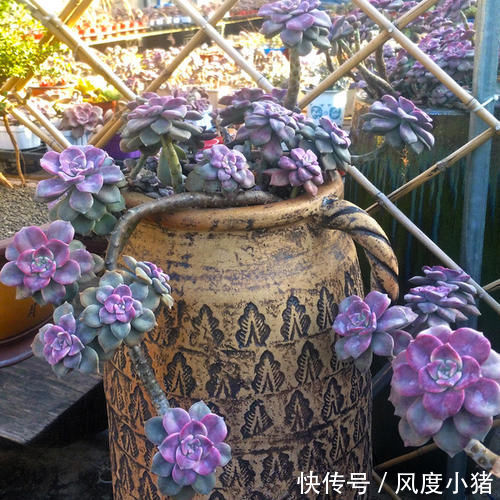 多肉植物|1种多肉植物,容易长出漂亮老桩,养3年就出状态,值得拥有