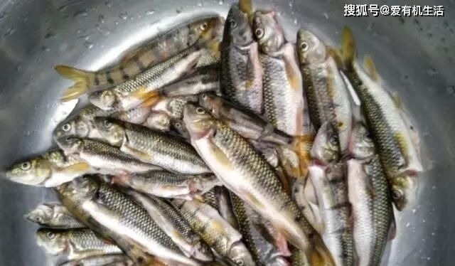 农村这种鱼，一般生长在水流清澈的小溪里，咬钩凶猛，红烧之后鲜香不腥