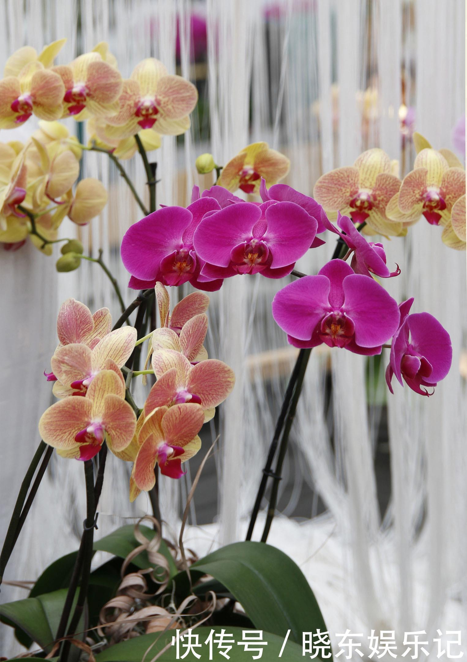 入冬后，想养3种“年宵花”建议早点买，晚了花钱多，还不合适