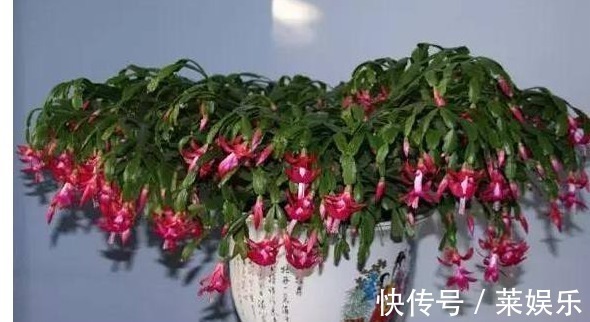 磷钾肥料|蟹爪兰花谢之后怎么办这样养,蟹爪兰叶片厚绿,不停地冒花苞