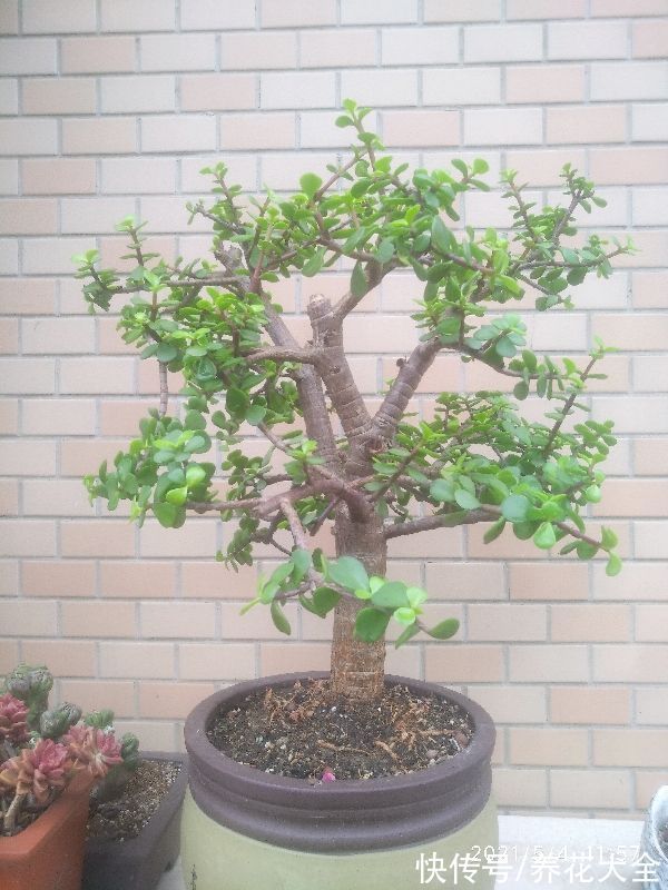 6种花冬天别浇水,浇多了就烂根,管住手最重要