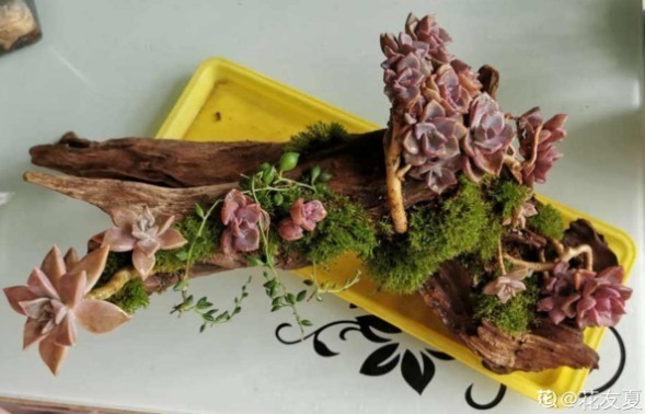 diy|别人不要的烂木桩,我捡回家种多肉,价值翻了20倍!