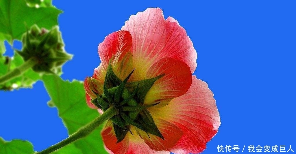 干谒|唐代的自荐信干谒诗:成绩很重要,但坚持努力更重要