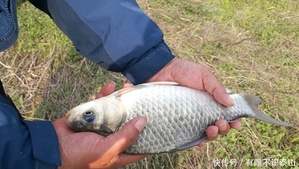  钓法|秋末冬初进入“长竿季”，野钓大鲫鱼，没有比这更简单的钓法