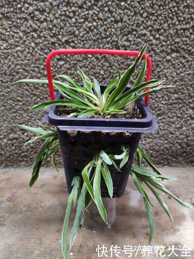 养花人的“抠”，家里东西不敢扔，拿来养花最合适