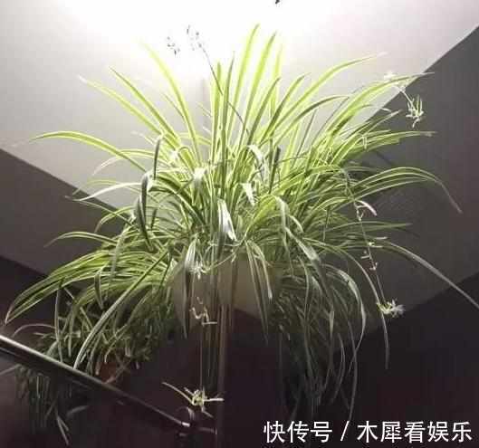 新手|快死的花这样剪,3天保证活,学会就是大神,新手想想就很激动