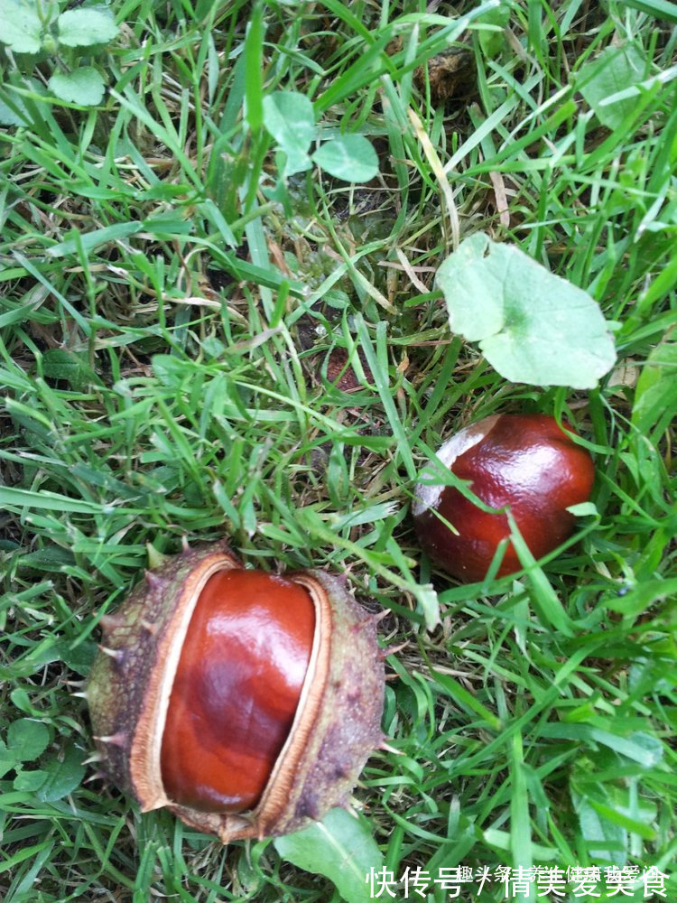 栗子|怎么吃板栗更养生?板栗尤其有4个好处,但注意每天别超过这个量