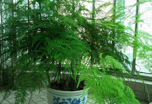 四季不黄叶|1种不起眼的小东西,用来养文竹,四季不黄叶,蹭蹭冒新芽