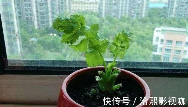 种菜|阳台种菜不用种子，菜根切下来埋盆里，生长周期短，新芽长得快