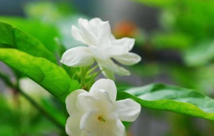 3种花养卧室,促进睡眠质量,植株漂亮上档次,一觉睡到自然醒