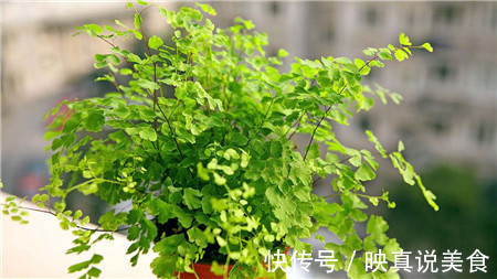 4种花就靠“水养”,多浇水、长得快,花友嗜水如命