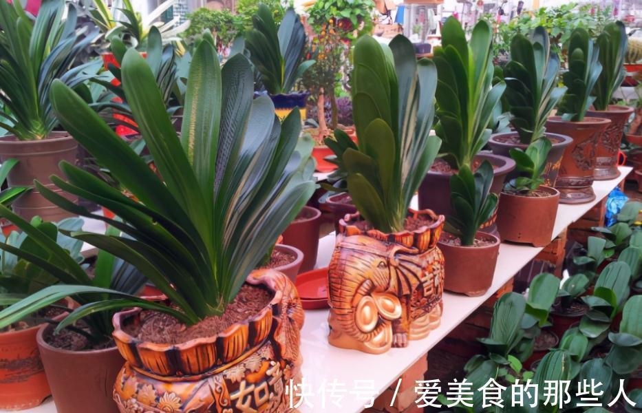 君子兰室内盆栽,12月满足4个条件,新叶花箭蹭蹭长,开花美