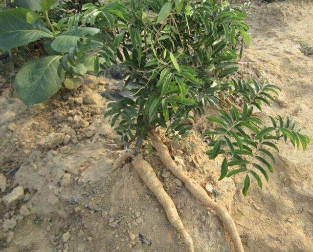 在深山,有1种“牛大力”,根茎有40厘米长,值钱又珍贵,请爱惜