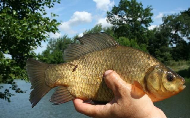 天黑|这样打窝钓鲫鱼,一会就发窝,下竿就中鱼,到天黑都停不下来