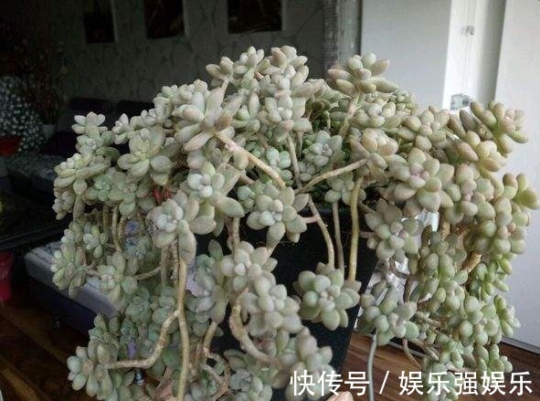 土壤|最好养的“7种多肉”,是多肉爱好者的可不要错过,回家养起来吧