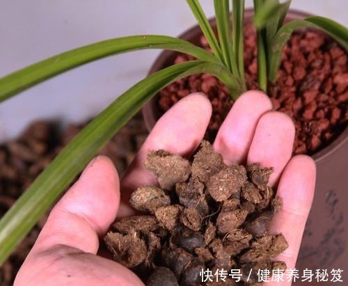 兰花配点“黑豆豆”,一年到头不施肥,叶子贼油绿,花剑嗖嗖冒!